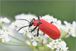 <p>ČERVENÁČEK OHNIVÝ (Pyrochroa coccinea) ---- /Cardinal beetle - Scharlachroter Feuerkäfer/</p>